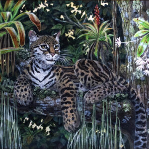 The Ocelot
