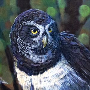 Spectacled Owl