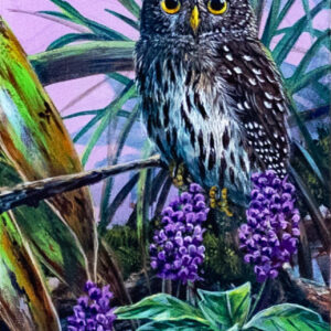 Pygmy Owl